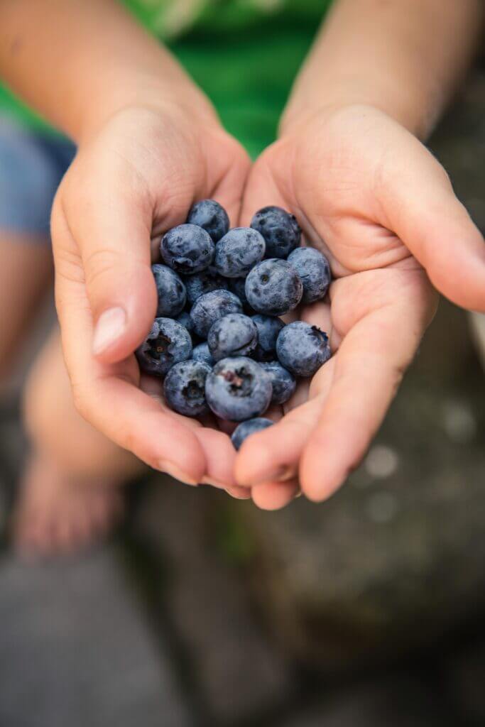 Heidelbeeren in zwei offenen Händen