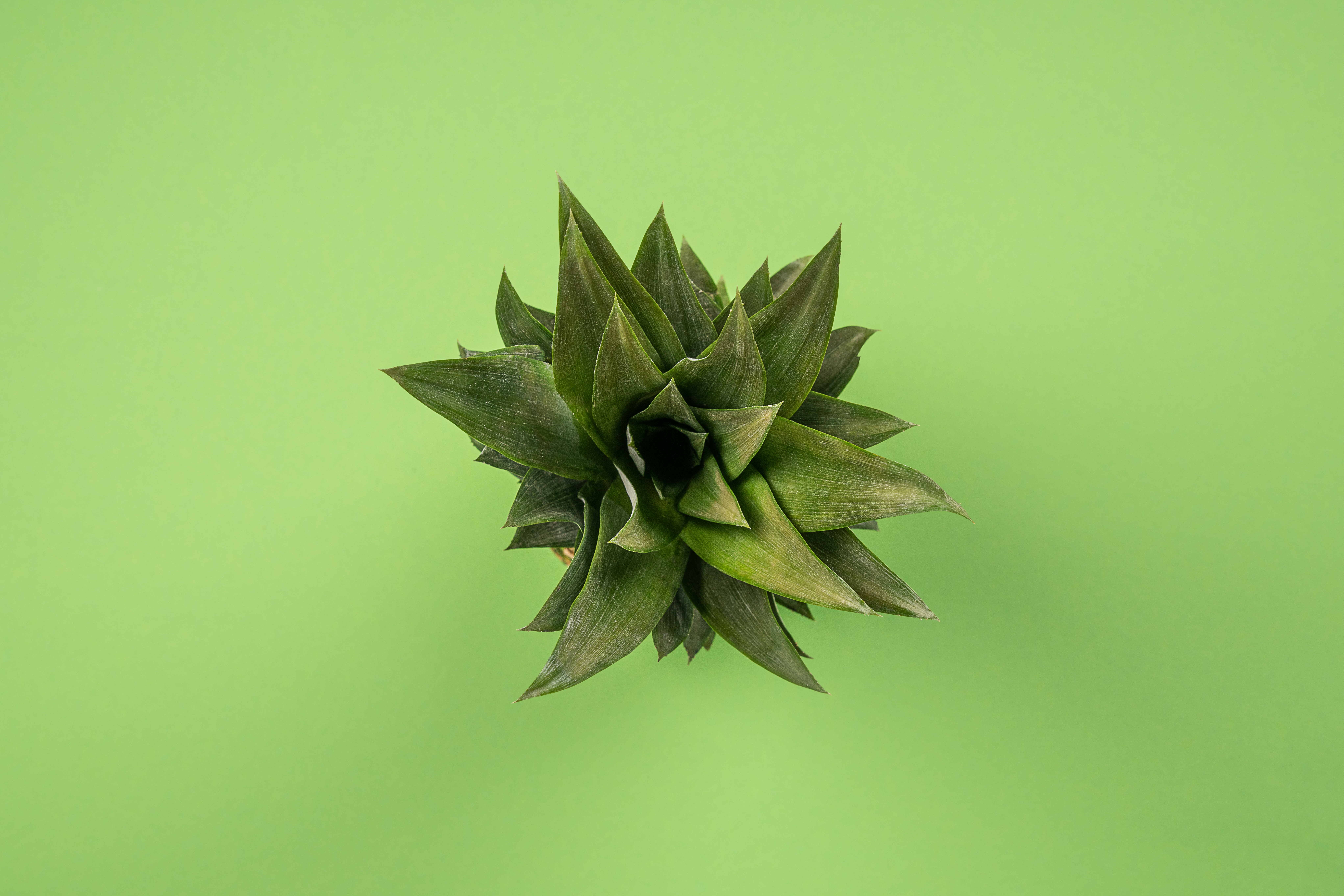 Ananas von oben auf grünem Hintergrund