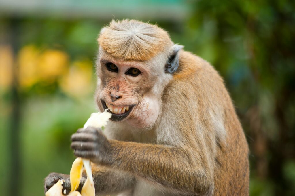 Affe mit Banane