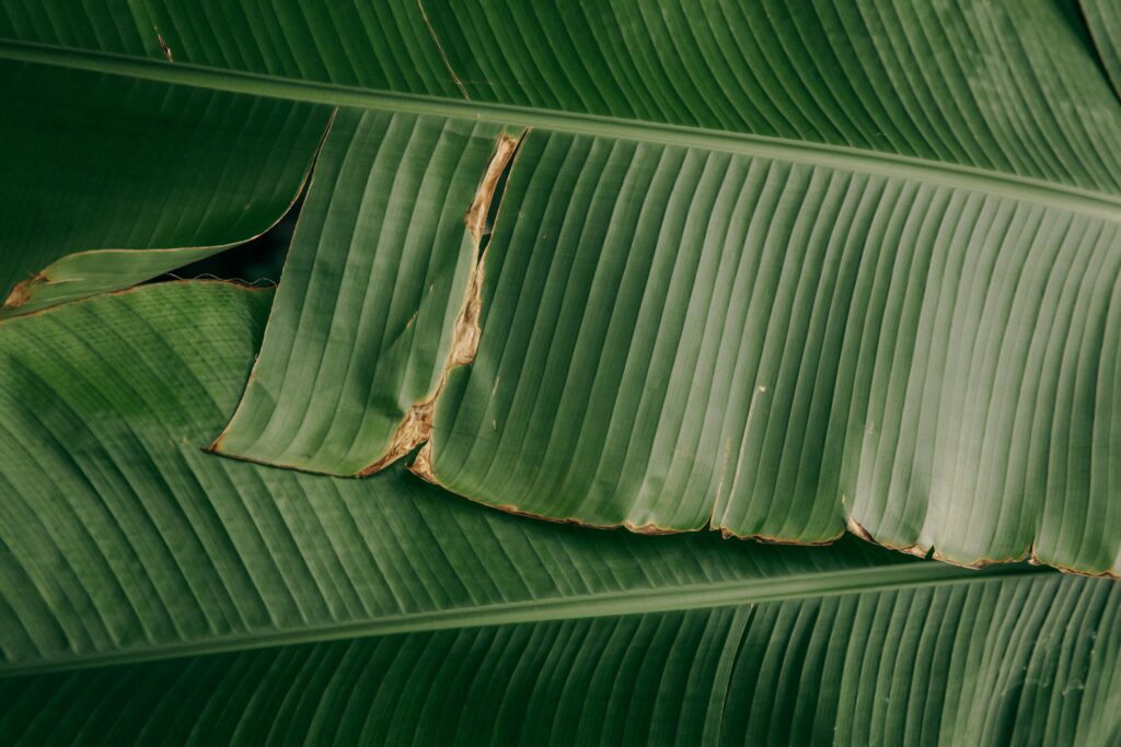 Bananenblatt