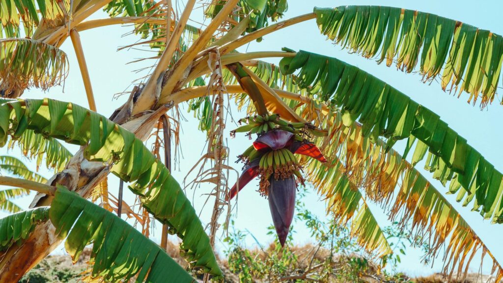 Bananenstaude