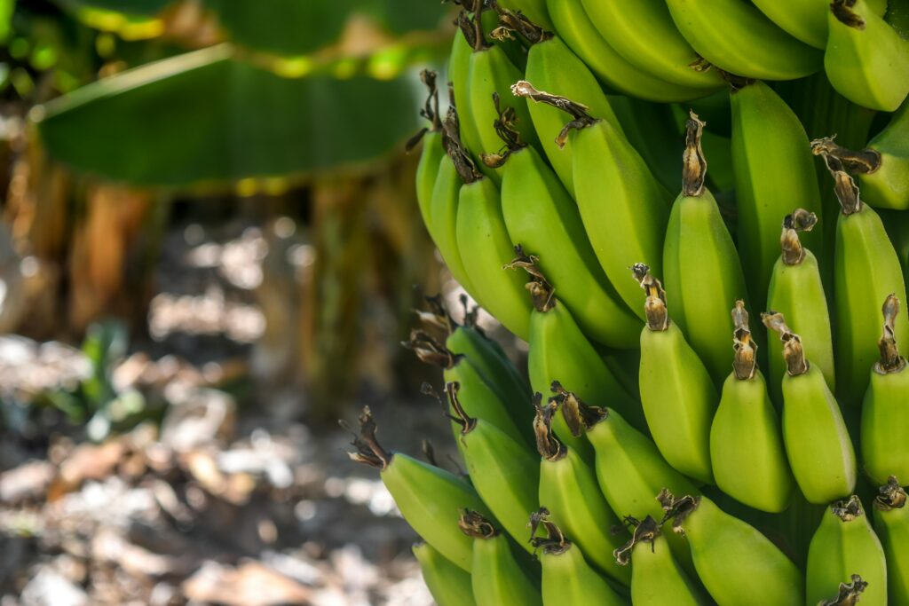 Grüne Bananen