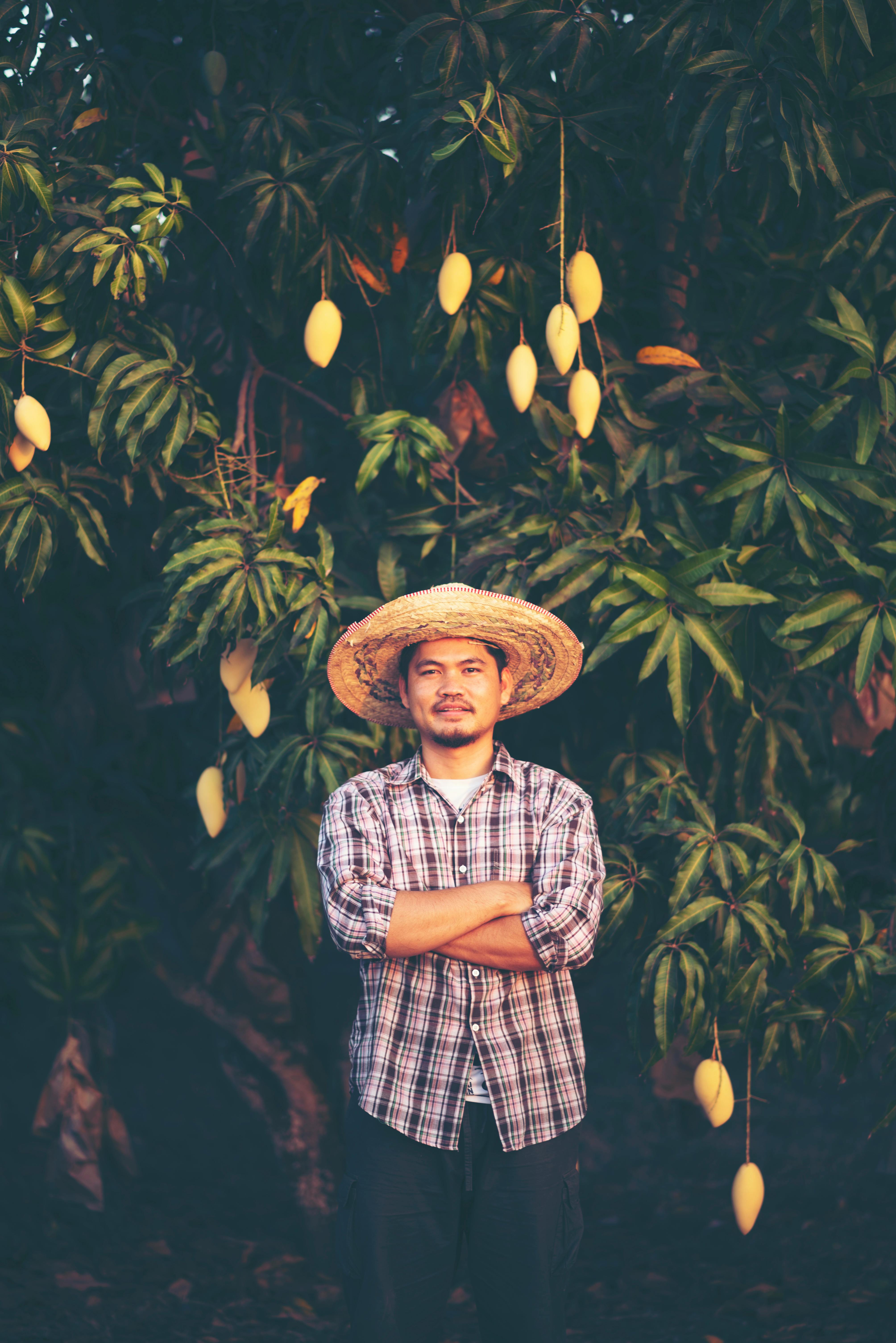 Mango Farmer