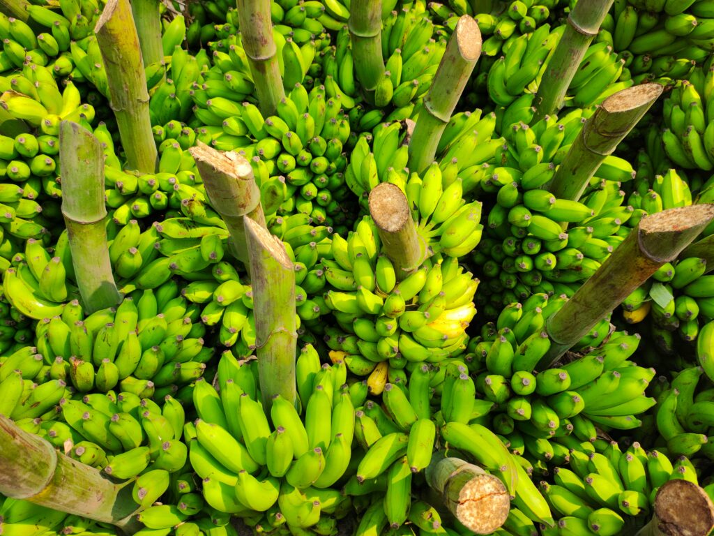 Grüne Bananenstauden